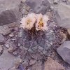 Coryphantha valida