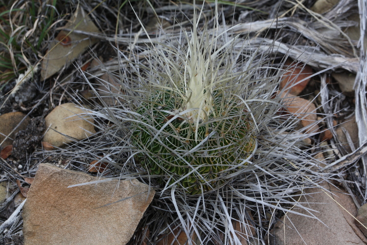 Echinofossulocactus-multicostatus