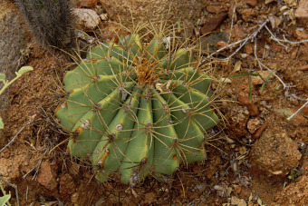 Ferocactus diguetii-semenac