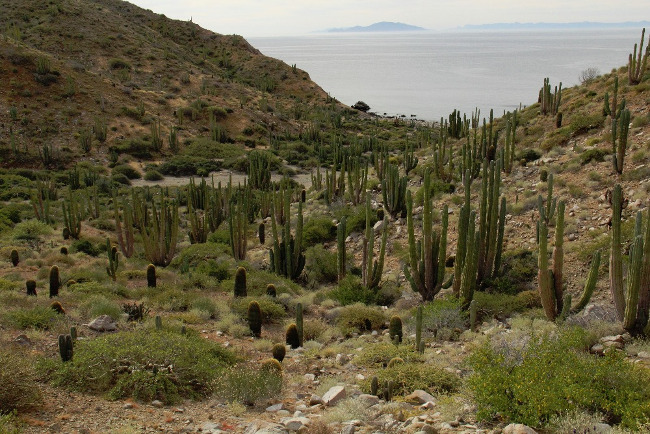 Kaktusovy chram