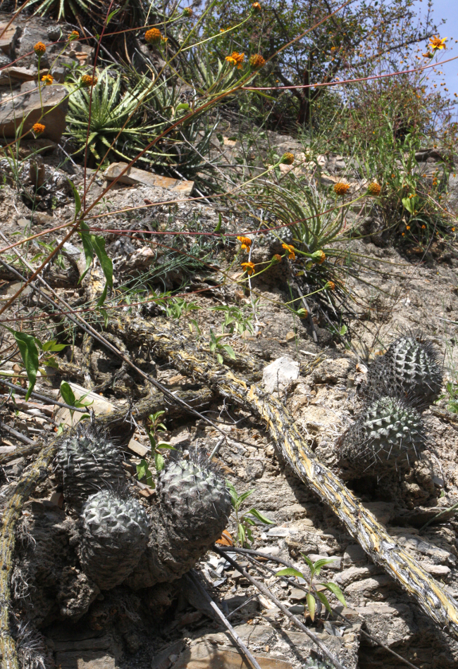 Strombocactus
