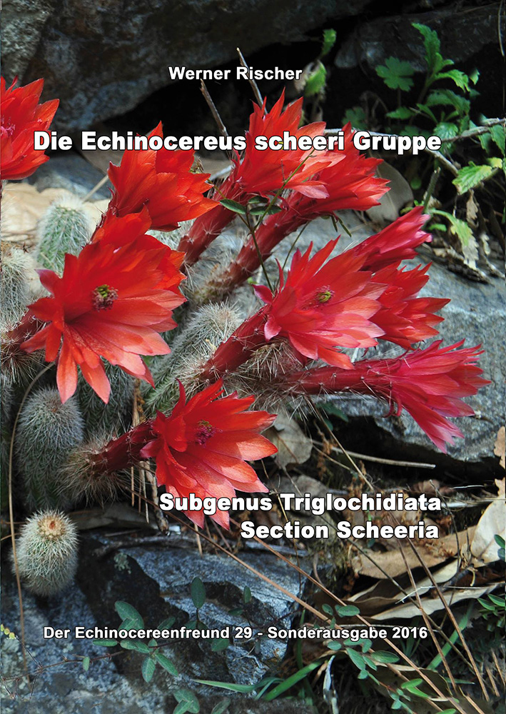 Die Echinocereus scheeri Gruppe