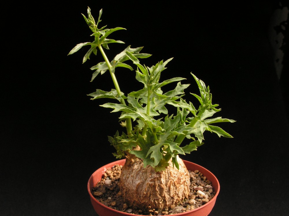 Coccinia sessilifolia 2
