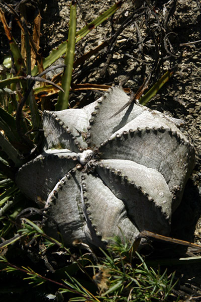 Astrophytum myriostigma, San Antonio, Tamaulipas