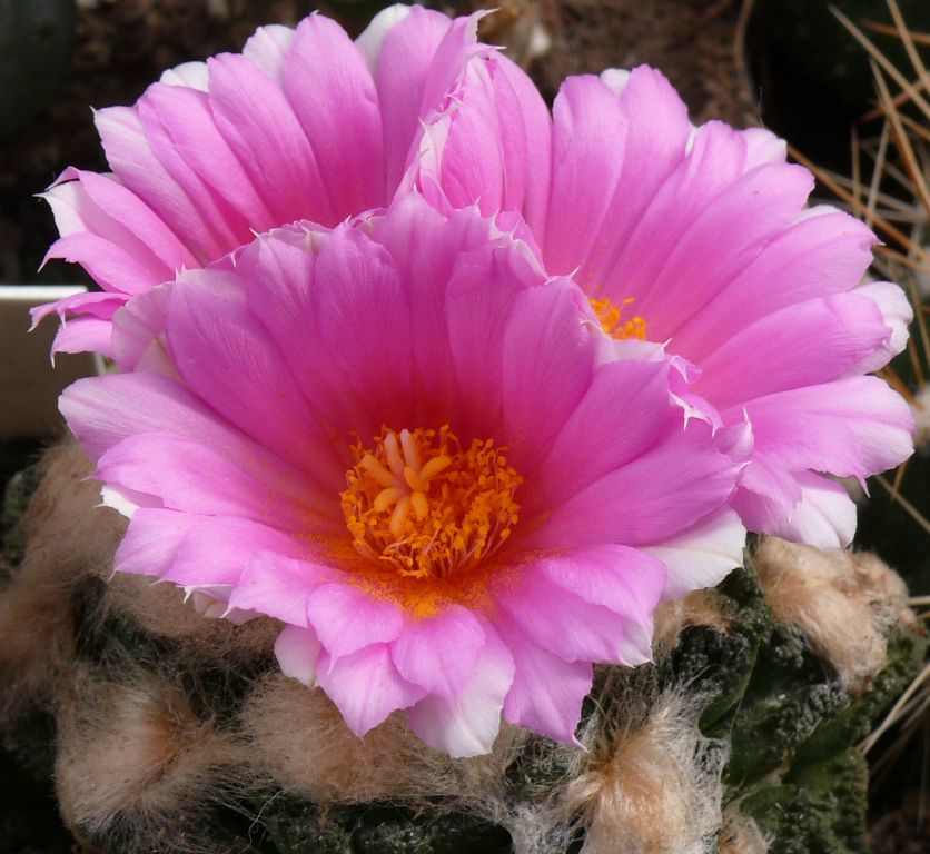 017