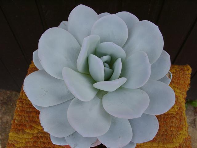 5 echeveria lauii 01 small