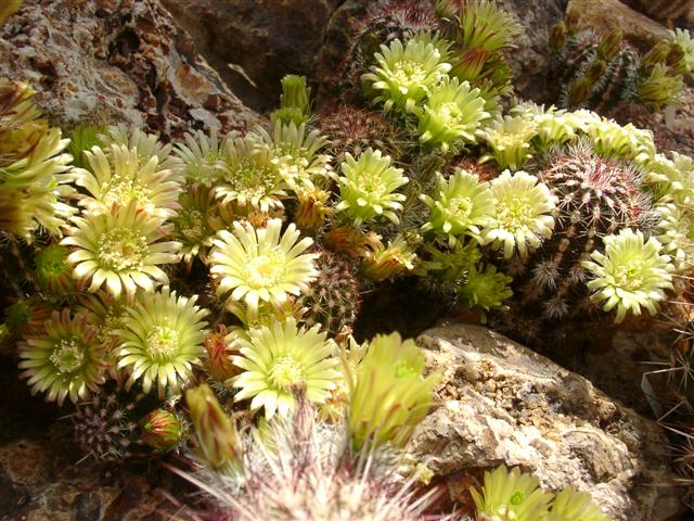 7 echinocer. viridiflorus small