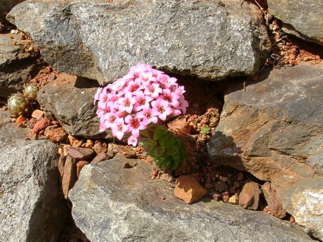 9 sedum pilosum small