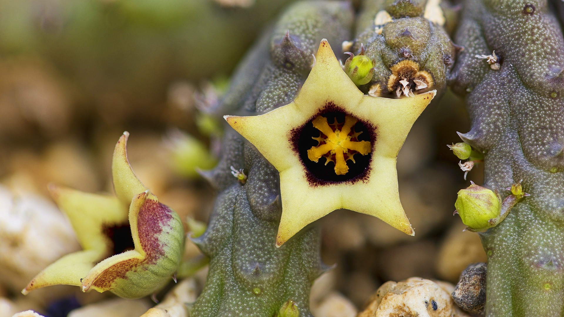 03582 ophionella arcuata ssp mirkinii