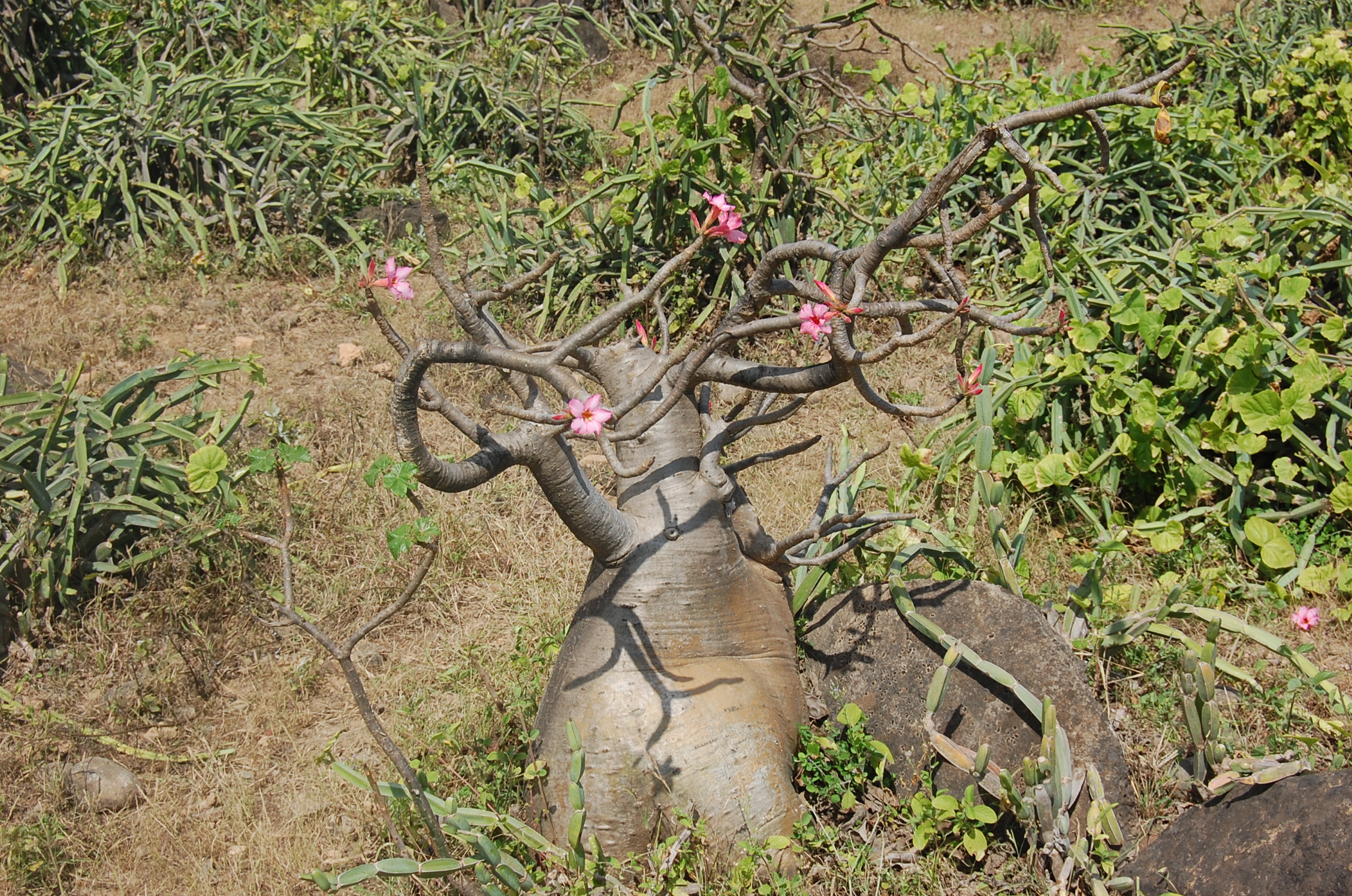 048 Adenium dhofarense