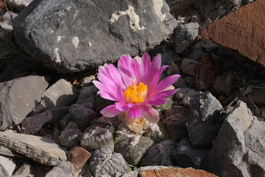 a. fissuratus pa 0613 2012 3