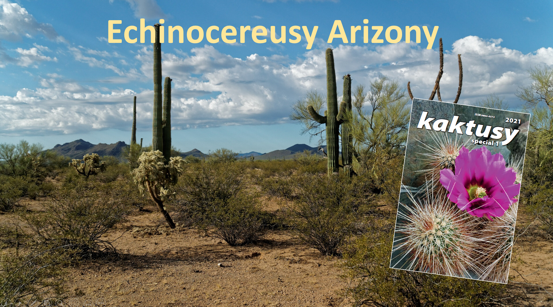 Echinocereusy Arrizony1