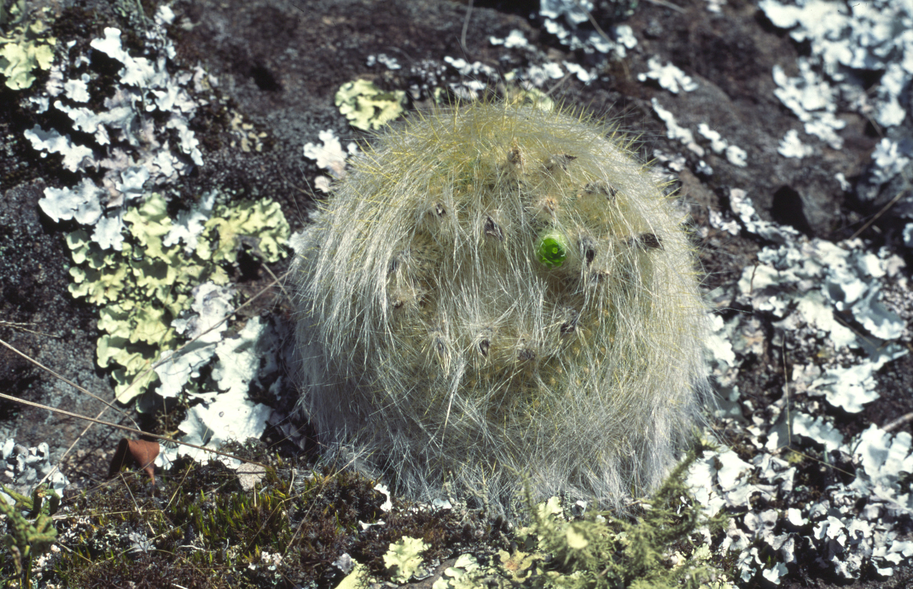 N. graessneri STU 341