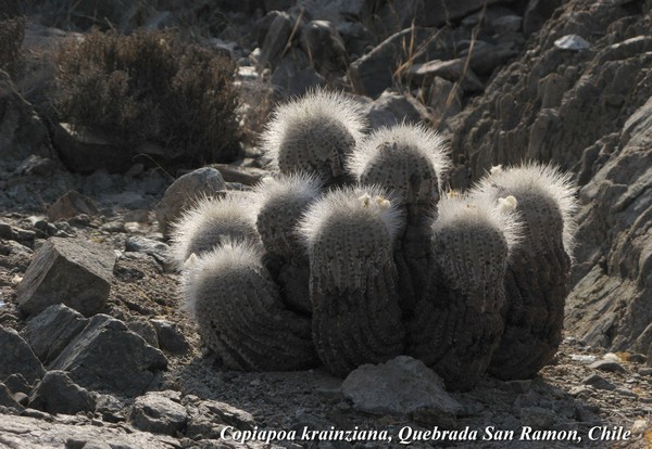 copiapoa2_cl