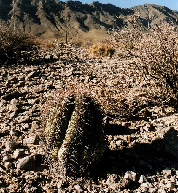 horizonthalonius_cl