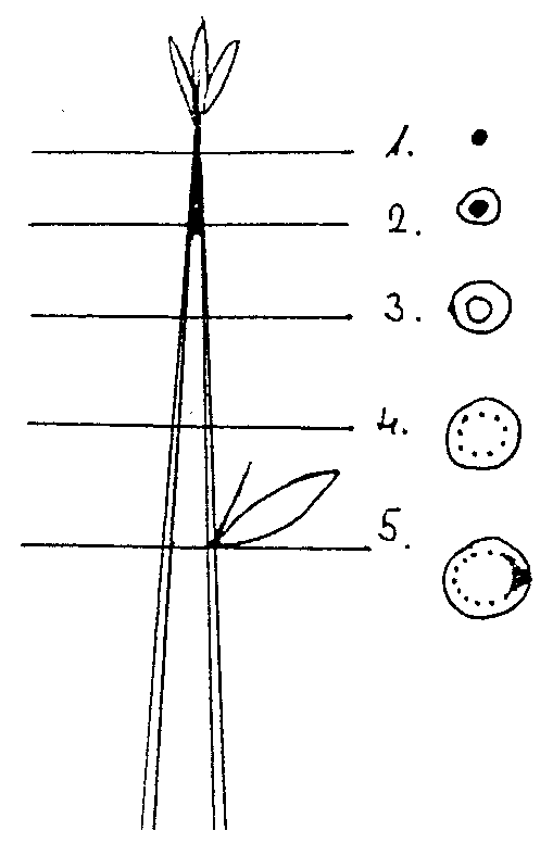 peiresk