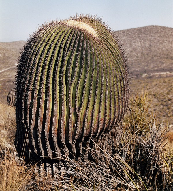 platycanthus