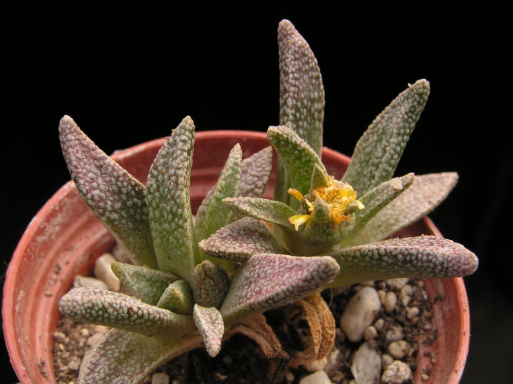 Nananthus margaretiferus 2