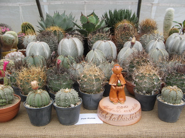 albert2010-kutak