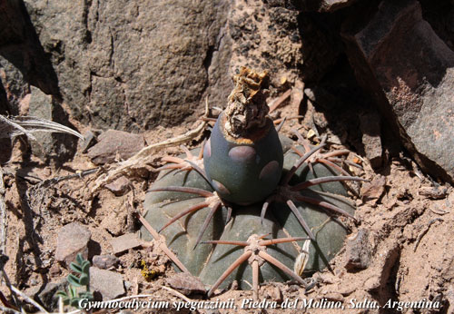 Gymnocalycium spegazzinii