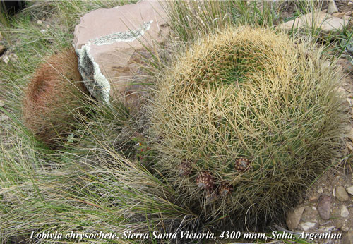 Lobivia chrysochete