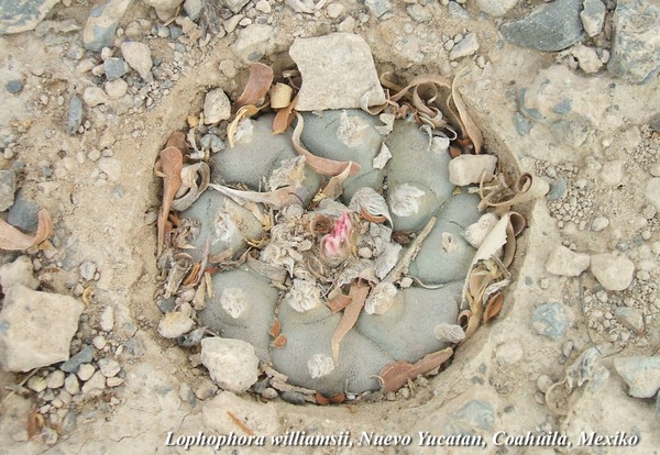 lophophora