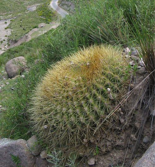 Soehrensia bruchii