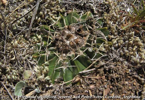 wigginsia sessiliflora severně od San Pedro Norte , Cordoba