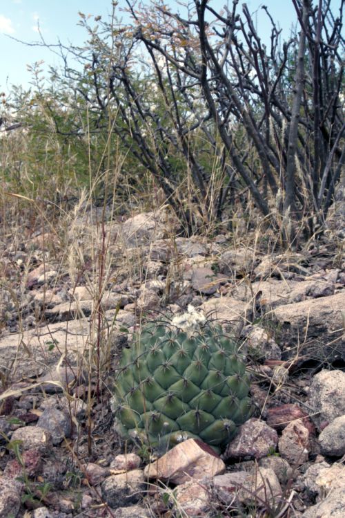 Coryphantha longicornis-sm