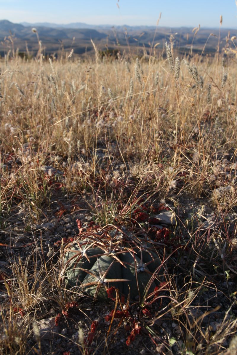 Echinocactus horizonthalonius