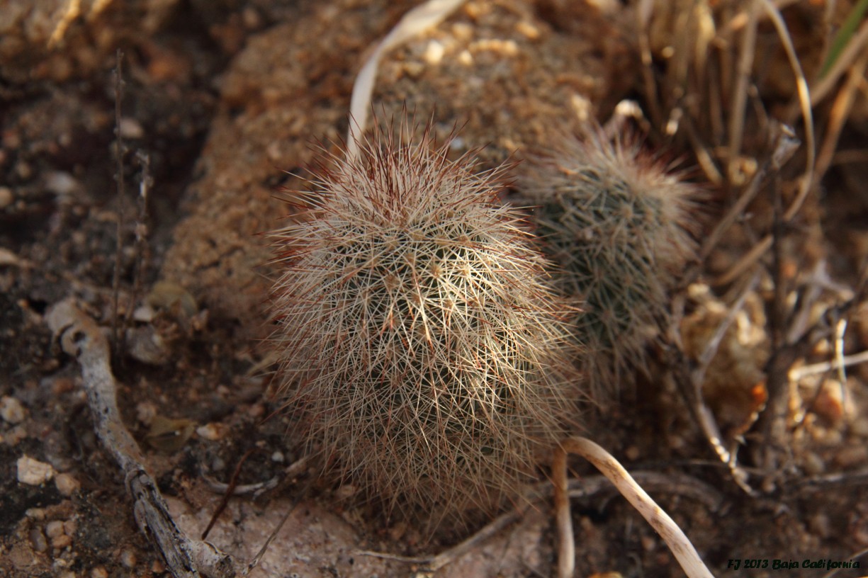 Echinocereus sciurus-3