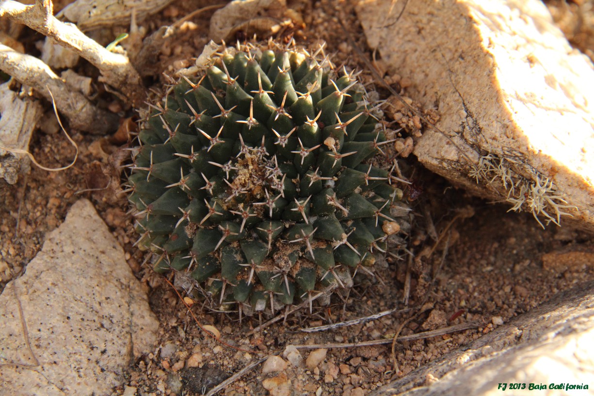 M peninsularis