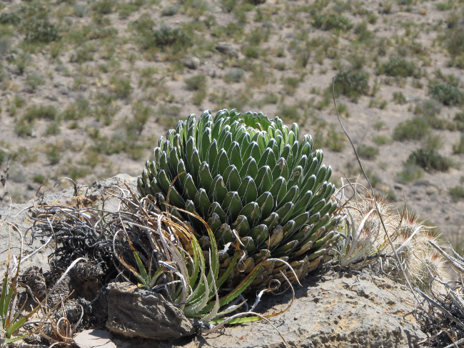 Agave-victoriae-reginae