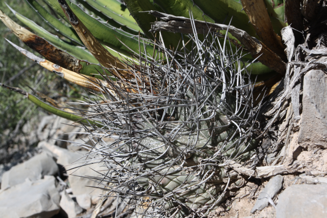 Astrophytum-sp-San-Juan-Chihuahua