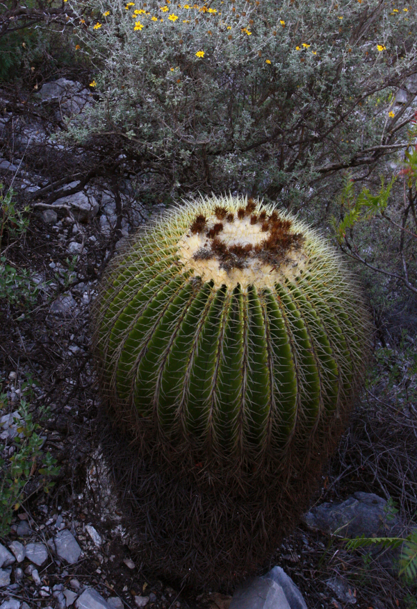 Echinocactus-grusonii