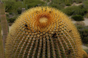 Ferocactus diguetii-dospela-rostlina