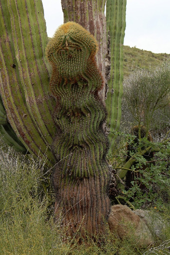 Ferocactus diguetii-kristata