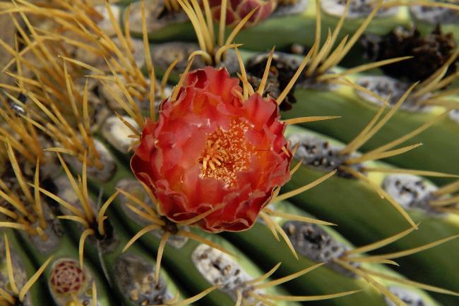 Ferocactus diguetii-kvet