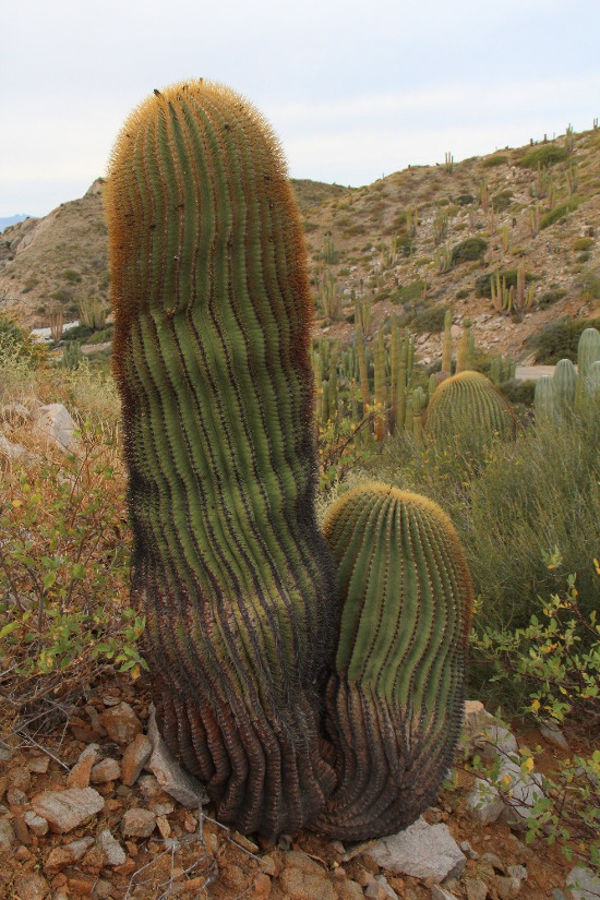 Ferocactus diguetii
