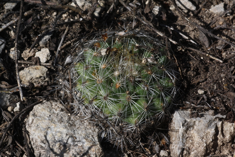 Gymnocactus-knuthianus