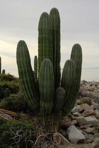 Pachycereus pringlei