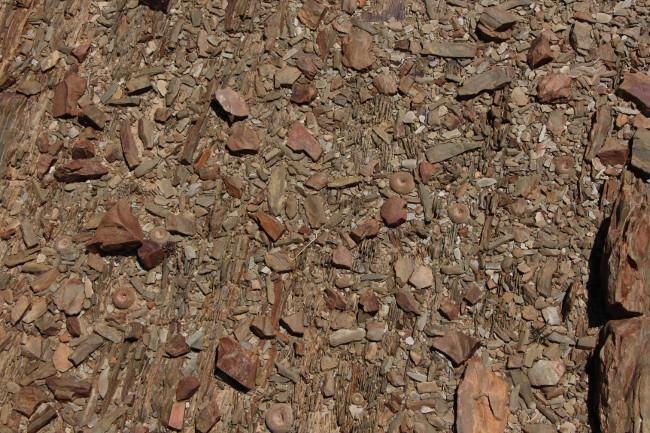 Yavia-cryptocarpa-1