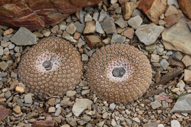 Yavia-cryptocarpa