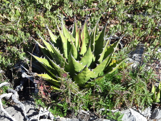 Agave montana