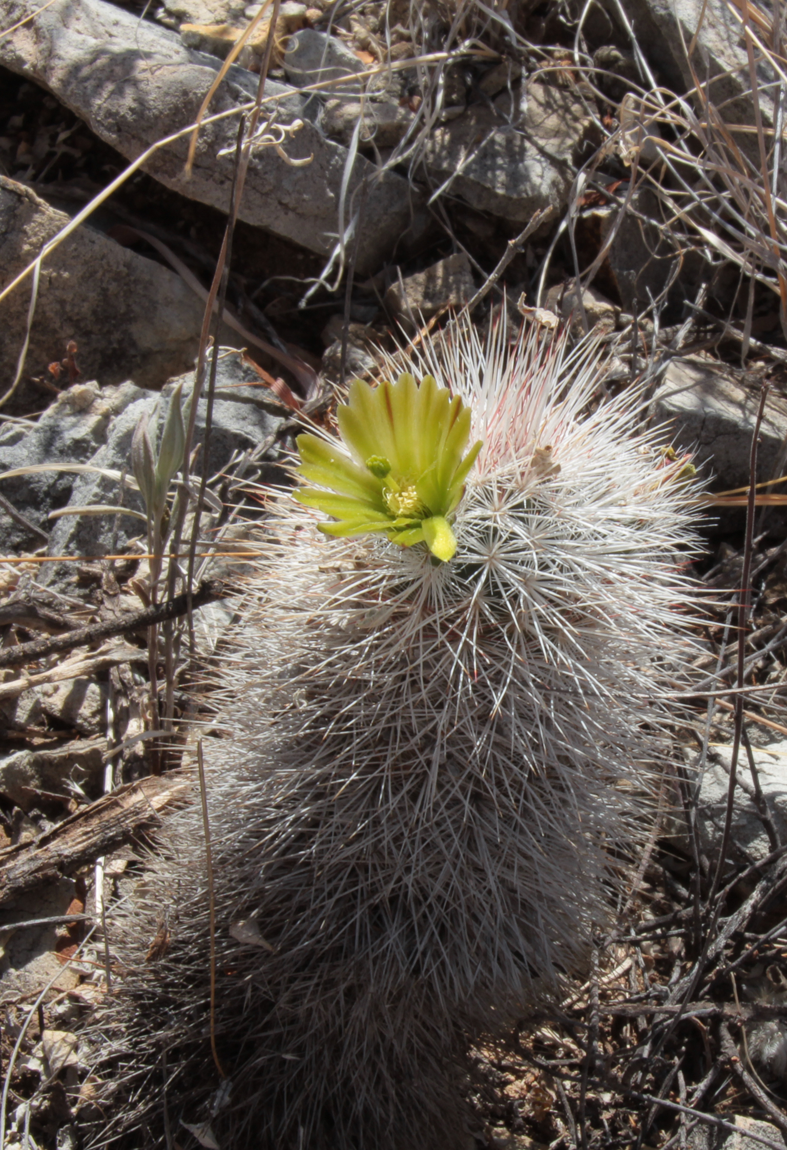 Echinocereus viridiforus v canus