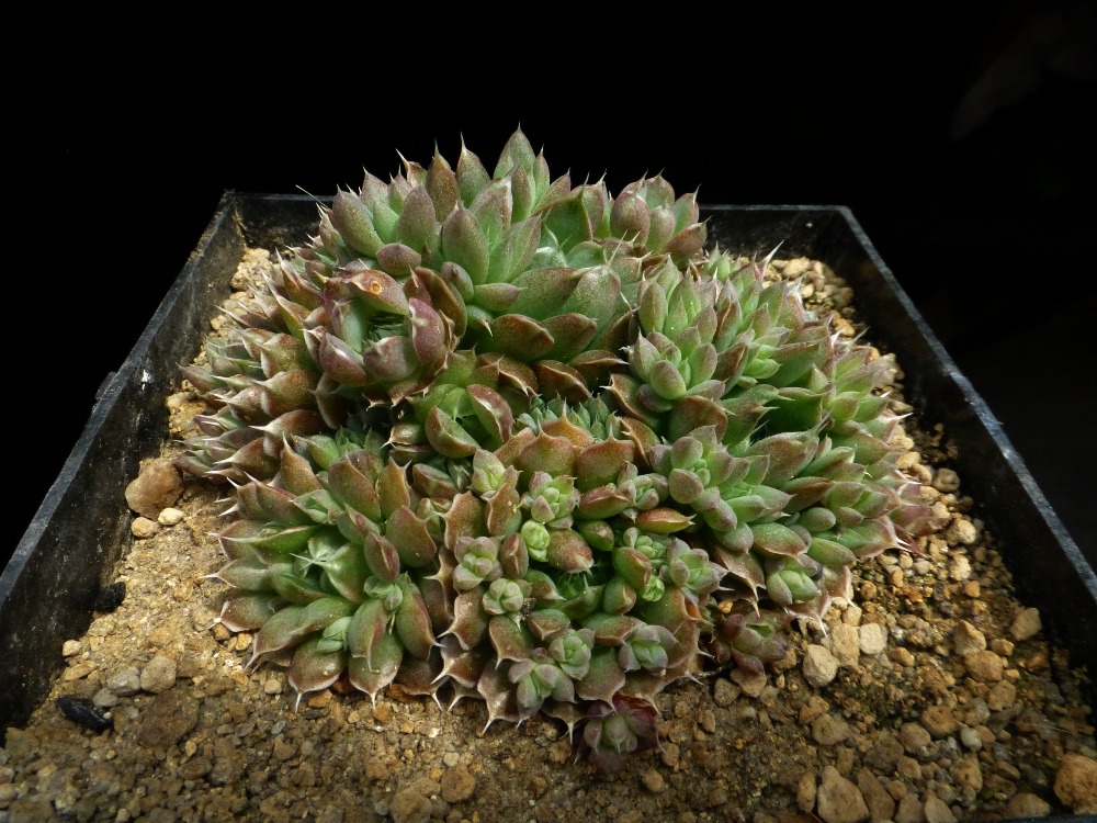 Orostachys spinosa Altai