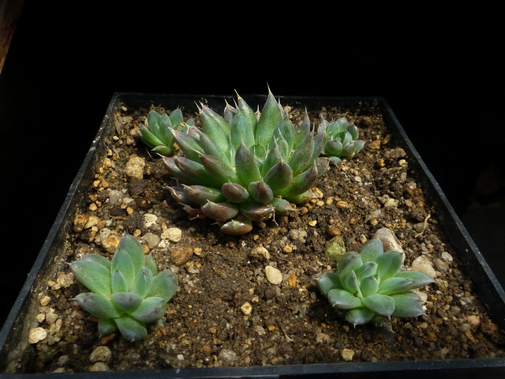 Orostachys spinosa Altai Lake Akkemsk