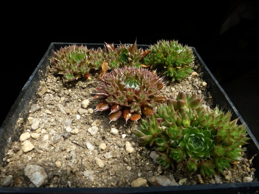 Orostachys spinosa Baikal
