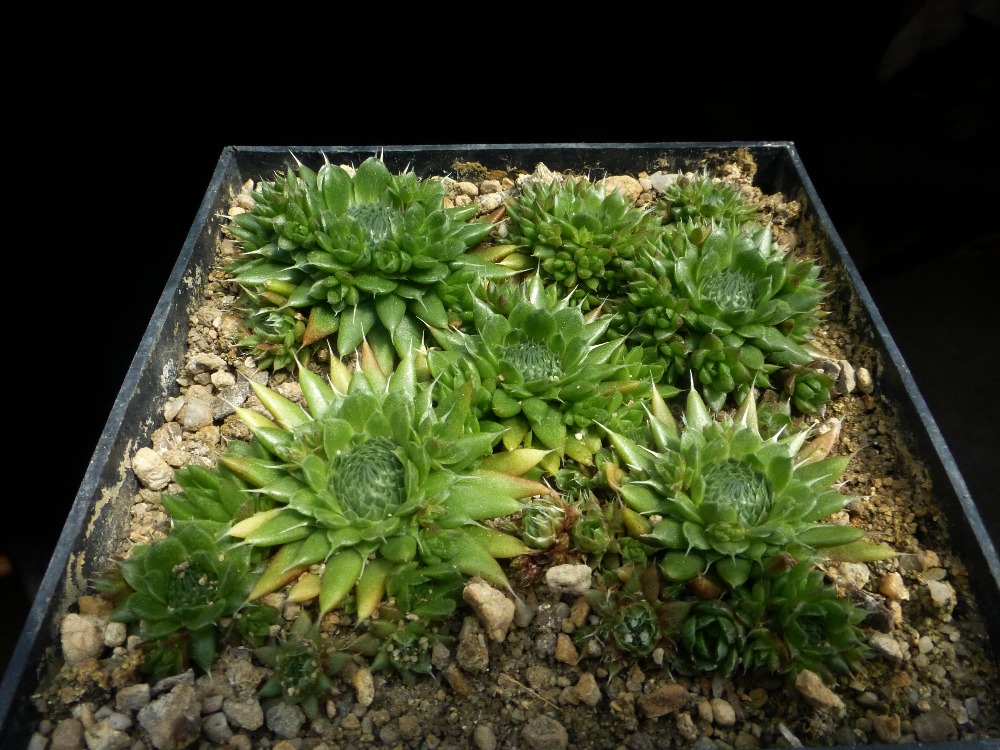 Orostachys spinosa Lake Baikal