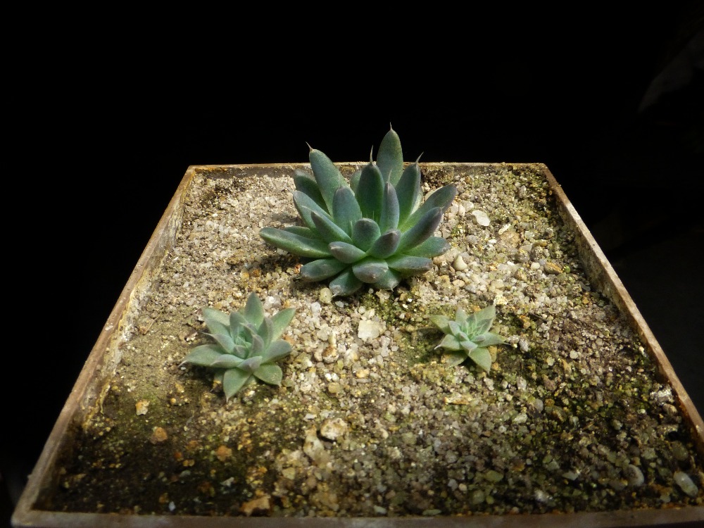 Orostachys spinosa Novosibirsk